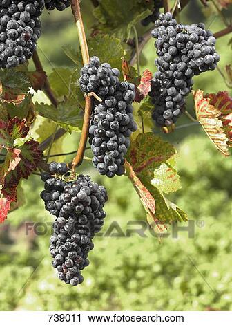 Grapes growing at a vineyard View Large Photo Image Stock Image - Grapes growing at a vineyard. Fotosearch