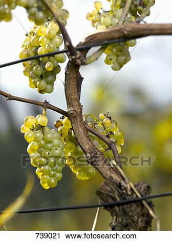 Grapes growing at a vineyard View Large Photo Image Stock Image - Grapes growing at a vineyard. Fotosearch