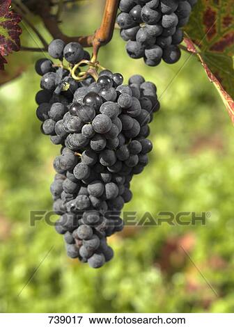 Grapes growing at a vineyard View Large Photo Image Stock Photo - Grapes growing at a vineyard. Fotosearch