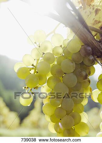 Grapes growing at a vineyard View Large Photo Image Stock Photo - Grapes growing at a vineyard. Fotosearch