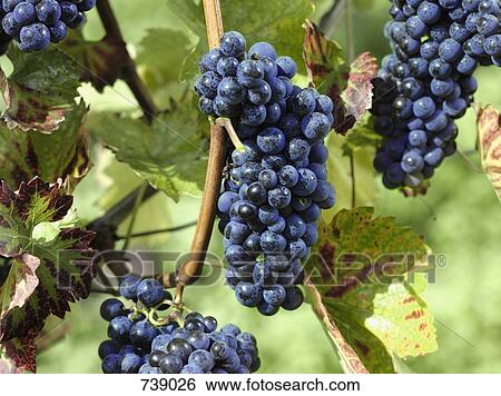 Grapes growing at a vineyard View Large Photo Image Stock Photograph - Grapes growing at a vineyard. Fotosearch