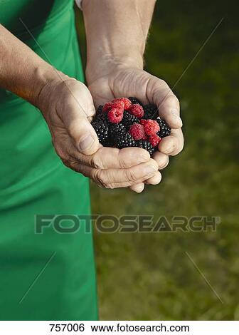 Hands holding a mix of raspberries and blackberries View Large Photo Image Stock Photograph - Hands holding a mix of raspberries and blackberries. Fotosearch
