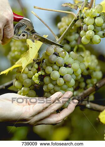 Stock Photo - Human hands harvesting green grapes. Fotosearch