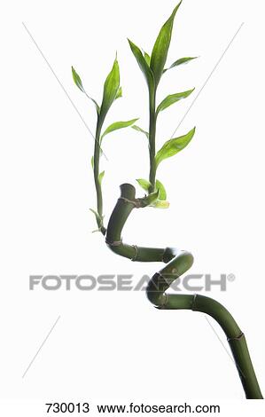 Lucky Bamboo (Dracaena sanderiana) View Large Photo Image Stock Image - Lucky Bamboo (Dracaena sanderiana). Fotosearch