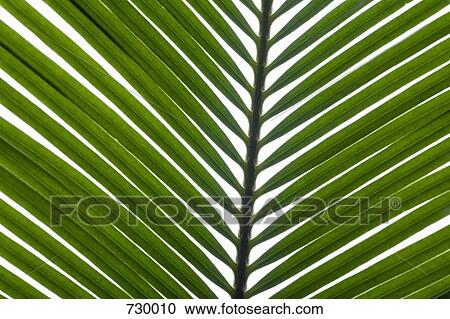 Palm Leaves View Large Photo Image Stock Image - Palm Leaves. Fotosearch