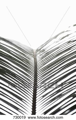 Palm Leaves View Large Photo Image Stock Photo - Palm Leaves. Fotosearch