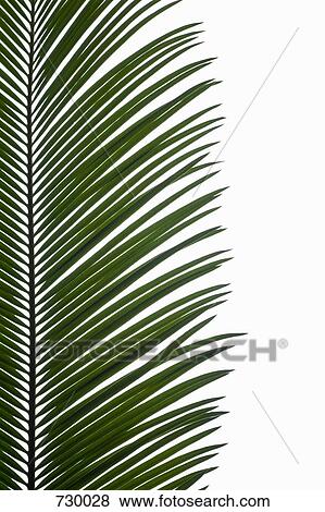 Palm Leaves View Large Photo Image Stock Photo - Palm Leaves. Fotosearch