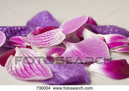 Petals from a Moth Orchid (Phalaenopsis) View Large Photo Image Picture - Petals from a Moth Orchid (Phalaenopsis) . Fotosearch