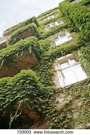 Stock Image - Plants growing up the facade of a building. Fotosearch