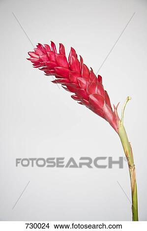 Red Ginger (Alpinia purpurata) flower View Large Photo Image Picture - Red Ginger (Alpinia purpurata) flower. Fotosearch