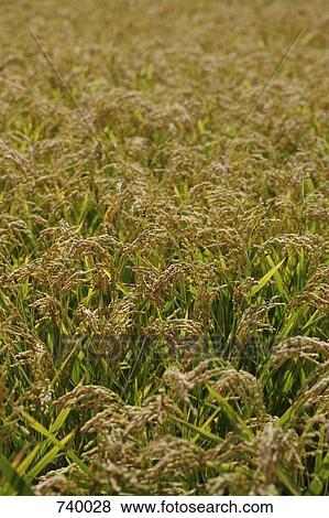 Rice growing in a field, Arles, France View Large Photo Image Stock Photo - Rice growing in a field, Arles, France. Fotosearch
