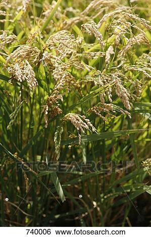 Stock Photograph - Rice growing in France. Fotosearch