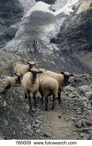 Sheep on a mountain pathway View Large Photo Image Stock Photo - Sheep on a mountain pathway. Fotosearch
