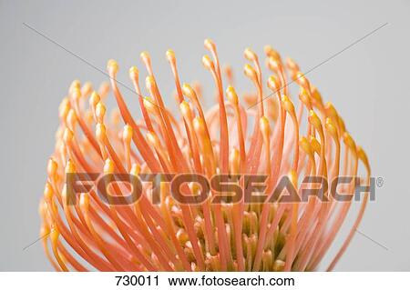 Silveredge Pincushion (Leucospermum patersonii) View Large Photo Image Stock Image - Silveredge Pincushion (Leucospermum patersonii). Fotosearch