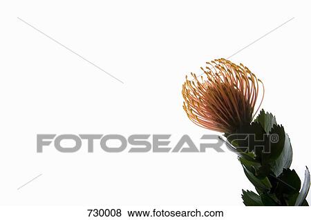 Silveredge Pincushion (Leucospermum patersonii) View Large Photo Image Stock Photo - Silveredge Pincushion (Leucospermum patersonii). Fotosearch