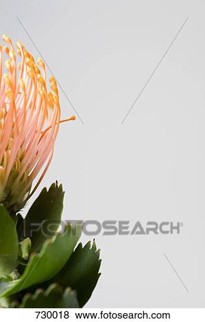 Silveredge Pincushion (Leucospermum patersonii) View Large Photo Image Stock Photo - Silveredge Pincushion (Leucospermum patersonii). Fotosearch