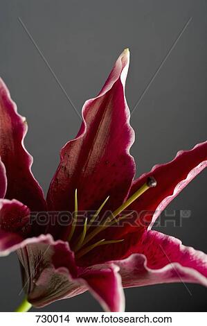 Stargazer lily (Lilium orientalis) View Large Photo Image Picture - Stargazer lily (Lilium orientalis). Fotosearch