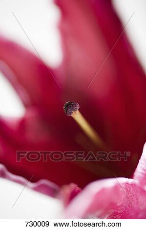 Stargazer lily (Lilium orientalis) View Large Photo Image Stock Photo - Stargazer lily (Lilium orientalis). Fotosearch