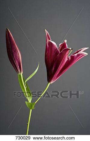 Stargazer lily (Lilium orientalis) View Large Photo Image Stock Photo - Stargazer lily (Lilium orientalis). Fotosearch