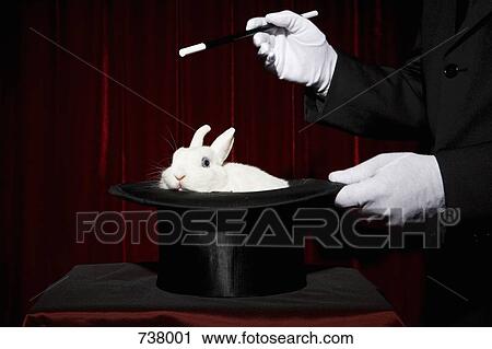 The gloved hands of a magician performing a magic trick with a rabbit in a top hat View Large Photo Image Stock Image - The gloved hands of a magician performing a magic trick with a rabbit in a top hat. Fotosearch