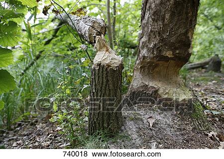 Tree trunks gnawed by beavers View Large Photo Image Stock Photo - Tree trunks gnawed by beavers. Fotosearch