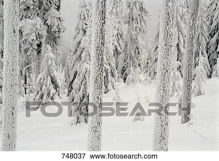 Trees covered in snow View Large Photo Image Stock Photo - Trees covered in snow. Fotosearch