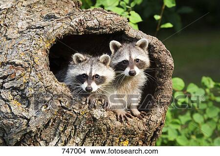 Picture - Two Raccoons in a tree hollow. Fotosearch