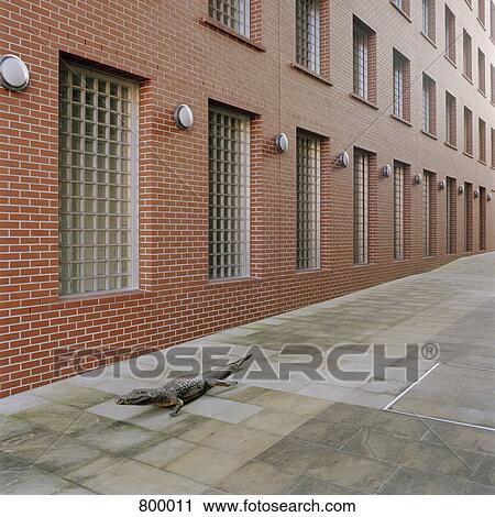 Stock Image - A crocodile in a city laneway. Fotosearch