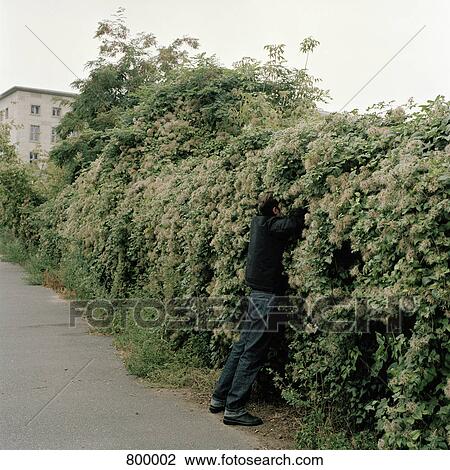 Stock Image - A man reaching into bushes. Fotosearch