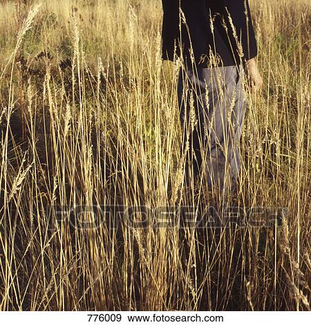 Stock Photo - A person standing in a field of wheat, midsection. Fotosearch