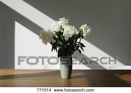 A vase of white peonies (Paeonia lactiflora) on a conference table View Large Photo Image Picture - A vase of white peonies (Paeonia lactiflora) on a conference table. Fotosearch