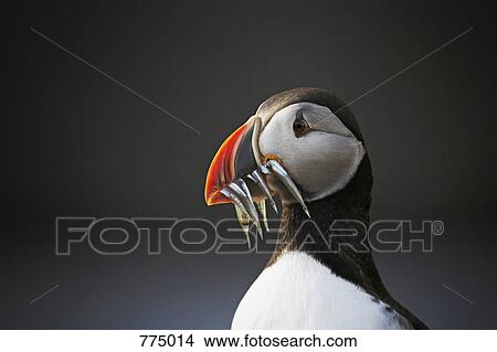 Picture - Atlantic Puffin (Fratercula arctica). Fotosearch