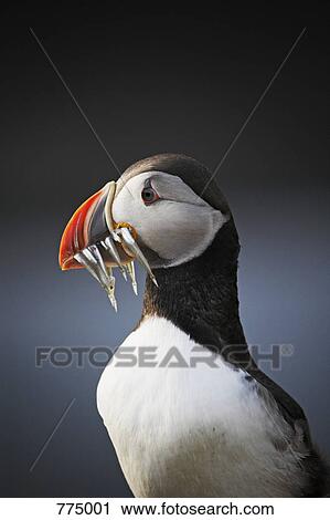 Stock Image - Atlantic Puffin (Fratercula arctica). Fotosearch