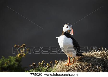 Stock Image - Atlantic Puffin (Fratercula arctica). Fotosearch