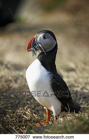 Stock Photo - Atlantic Puffin (Fratercula arctica). Fotosearch