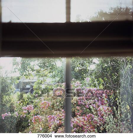 Bougainvillea seen through a window View Large Photo Image Picture - Bougainvillea seen through a window. Fotosearch