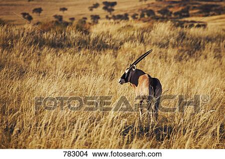 Gemsbok (Oryx gazella), NamibRand Nature Reserve, Namibia View Large Photo Image Picture - Gemsbok (Oryx gazella), NamibRand Nature Reserve, Namibia. Fotosearch