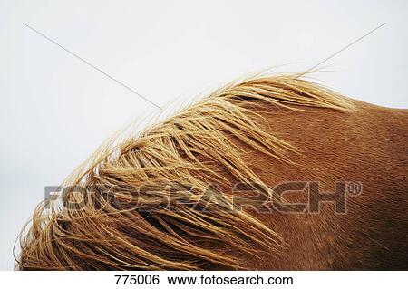Stock Photograph - Horse, close-up. Fotosearch
