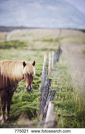 Horse View Large Photo Image Stock Image - Horse. Fotosearch