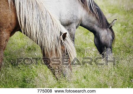 Horses grazing View Large Photo Image Stock Photo - Horses grazing. Fotosearch