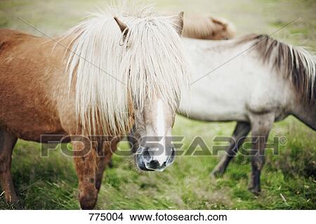 Horses View Large Photo Image Picture - Horses. Fotosearch