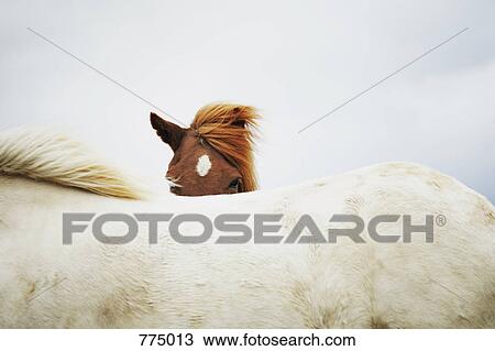 Horses View Large Photo Image Stock Image - Horses. Fotosearch