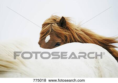 Stock Photo - Horses. Fotosearch