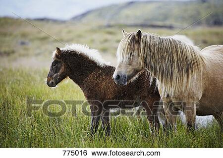 Horses View Large Photo Image Stock Photograph - Horses. Fotosearch