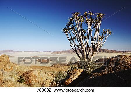 Quiver trees (Aloe dichotoma) on the Desert Experience Trail, NamibRand Nature Reserve, Namibia View Large Photo Image Stock Image - Quiver trees (Aloe dichotoma) on the Desert Experience Trail, NamibRand Nature Reserve, Namibia. Fotosearch