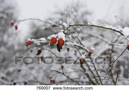 Stock Photo - Rosehip bush in winter. Fotosearch