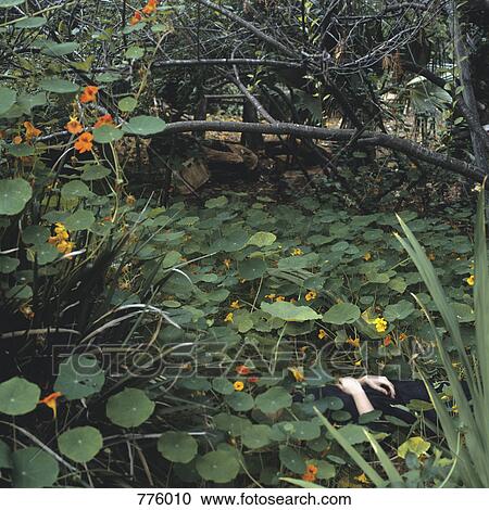 The midsection of a woman lying amongst Nasturtium flowers View Large Photo Image Stock Image - The midsection of a woman lying amongst Nasturtium flowers. Fotosearch
