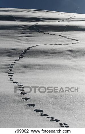 Stock Image - Trail of animal footprints in the snow, Graubuenden, Switzerland. Fotosearch