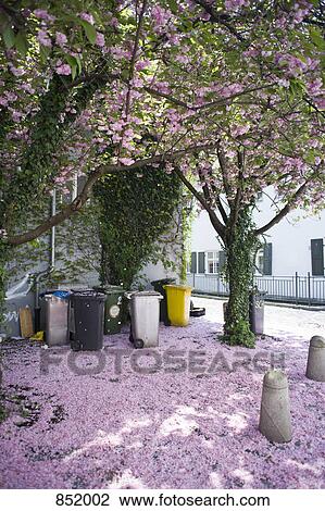 Stock Image - A blossoming cherry tree in a city. Fotosearch
