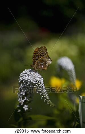 A butterfly on a flower View Large Photo Image Stock Photography - A butterfly on a flower. Fotosearch